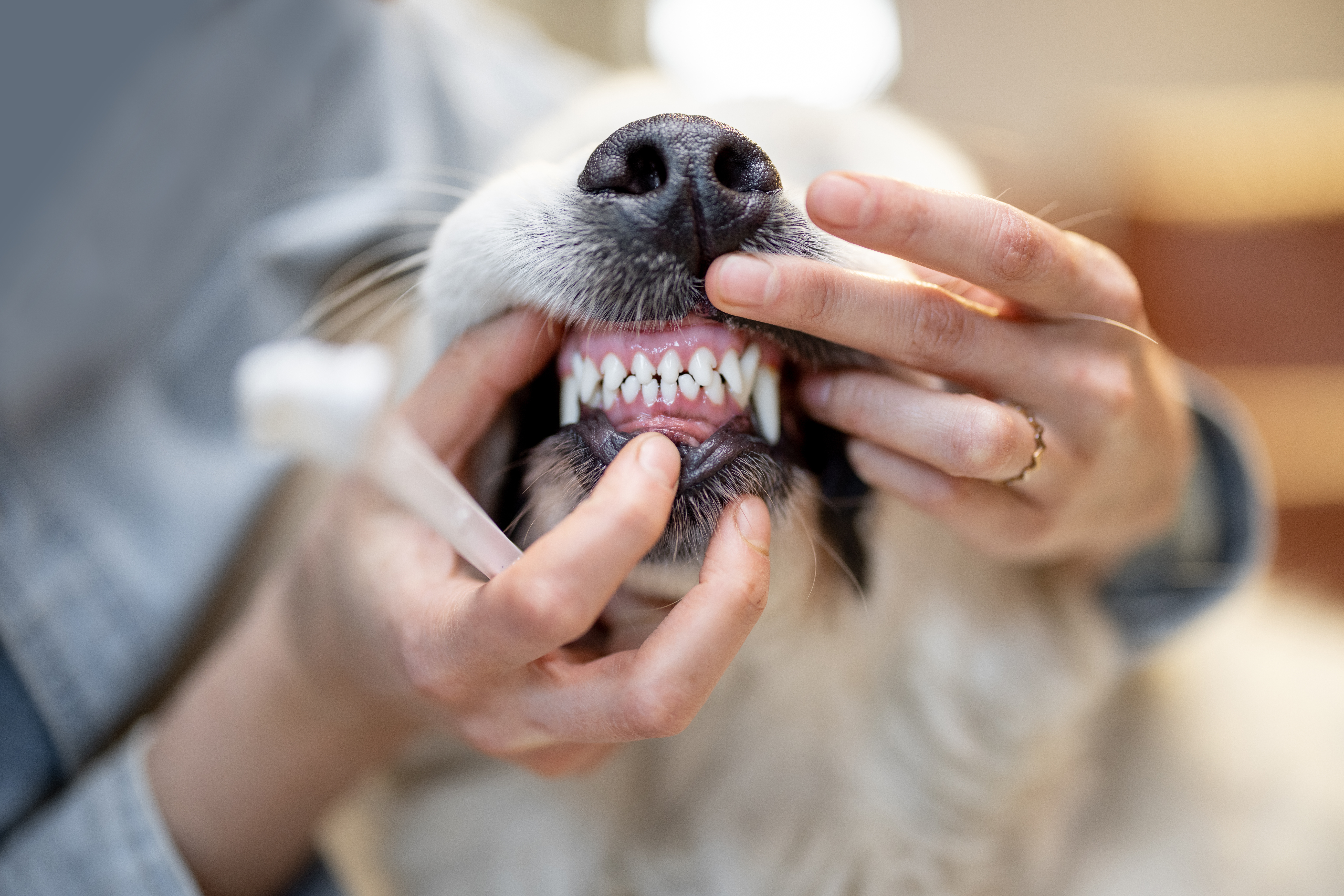 Close up of a dog's mouth showing teeth